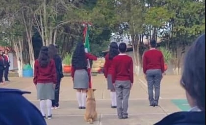 Escuela adopta a canino que se hizo viral por “marchar” con escolta: “es un alumno más”