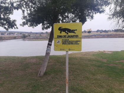 Avistamiento de un cocodrilo en el Río Bravo desata polémica