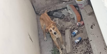 Las autoridades de Coahuila ignoran el hecho del abandono de perros: según las asociaciones protectoras
