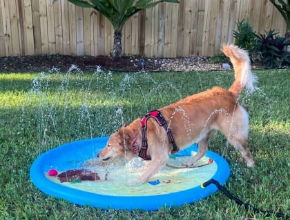 En medio del intenso calor, la encargada de bienestar animal de Acuña insta a brindar agua fresca y sombra a las mascotas