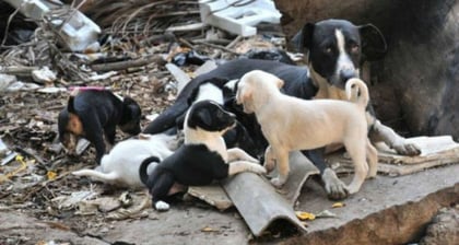 Persiste sobrepoblación de perros callejeros en Piedras Negras