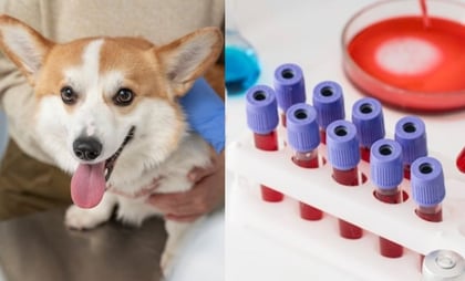 Así se interpreta un análisis de sangre en perros, según experto