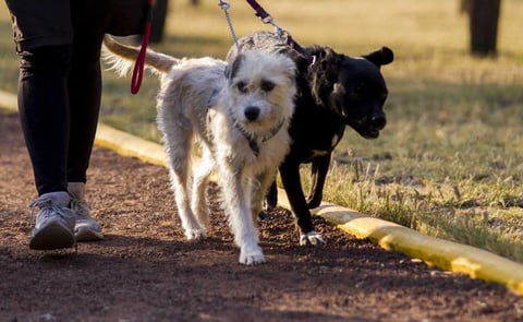 Proponen sanciones por pasear perros sin correa en CDMX