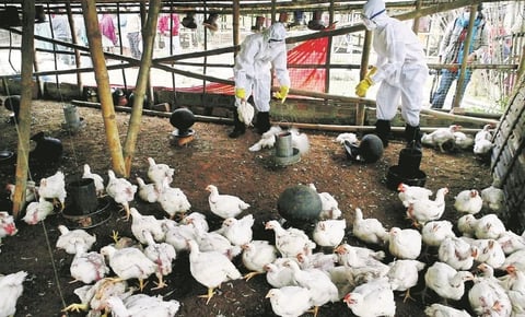 Detectan por primera vez virus de la gripe aviar en la Antártida; se encienden alertas