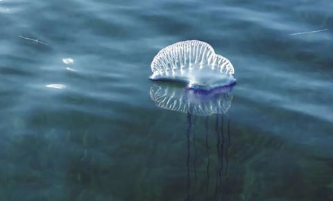 Policía Ecológica alerta por presencia de medusas en playas de Yucatán