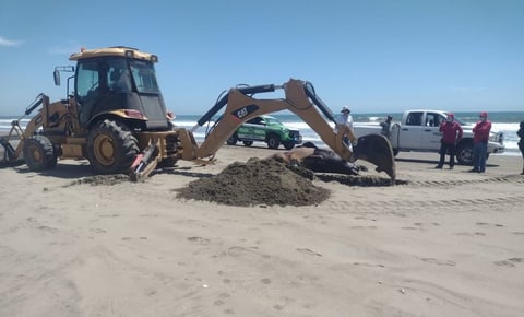 Excavan fosa en playa de Bellavista, Sinaloa para sepultar cuerpos de 2 lobos marinos y 1 tortuga marina