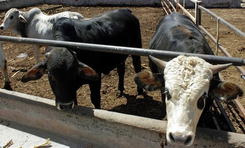 OMS mantiene en "bajo" el riesgo global de la gripe aviar, pese a infecciones en ganado
