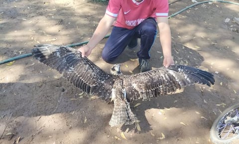 Rescatan Águila Pescadora atrapada en cuerda en Guasave, Sinaloa