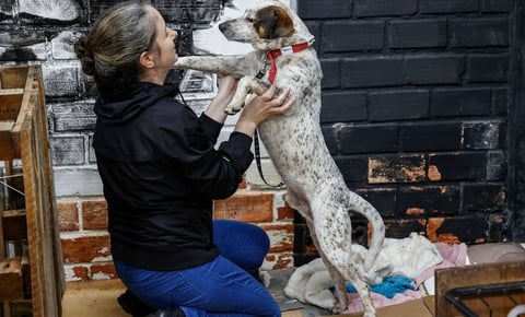 Mascotas rescatadas de las inundaciones en Brasil esperan un nuevo hogar