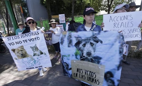 Activistas exigen a las autoridades del Estado de México más acciones para evitar el maltrato animal