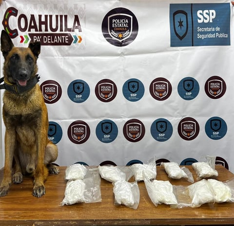 Elemento canino de la Policía Estatal detecta carga de metanfetamina en filtro de Castaños