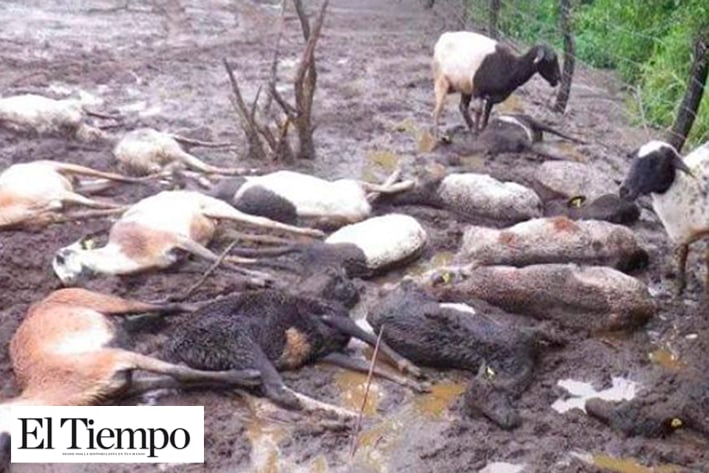 Mueren 40 cabezas de ganado  por falta de agua en el campo