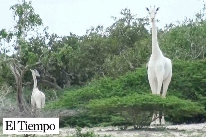 Matan jirafa blanca  de Kenia y su cría