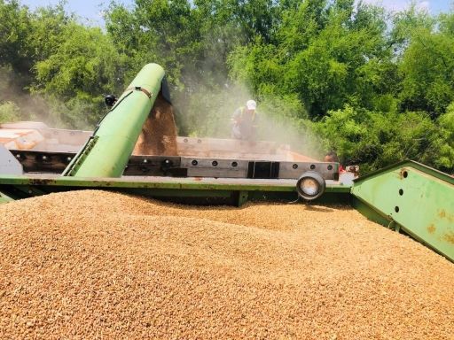 Sigue la cosecha y trilla  de trigo para la Región  Centro de Coahuila
