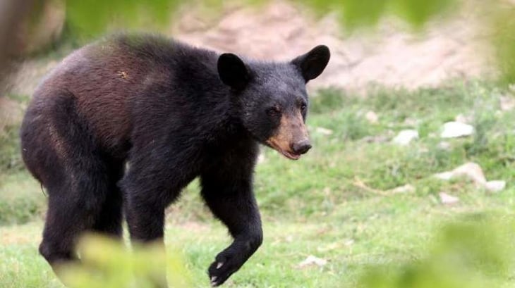 En Coahuila se garantiza y protege al oso negro