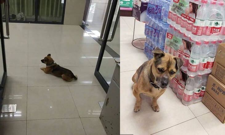 Perro espera más de tres meses en hospital de Wuhan a dueño fallecido