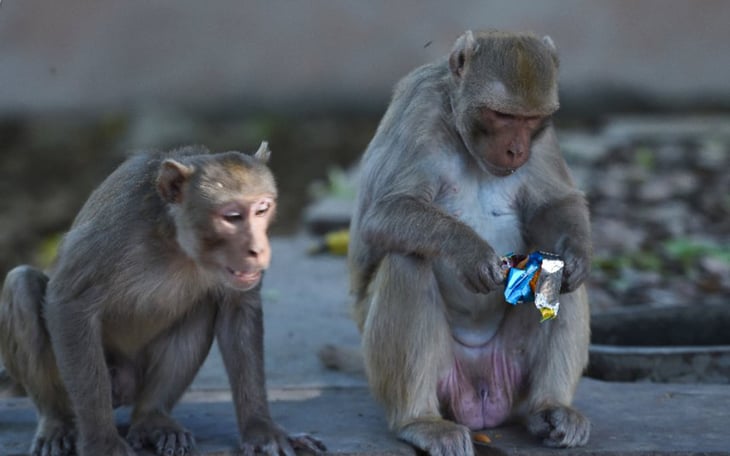 Un grupo de monos robó muestras de pacientes con COVID-19 en India
