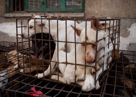 Histórico: Perros “salen” del menú en China