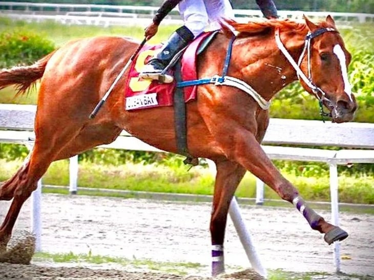 Roban y se comen a famoso caballo de carreras en Venezuela