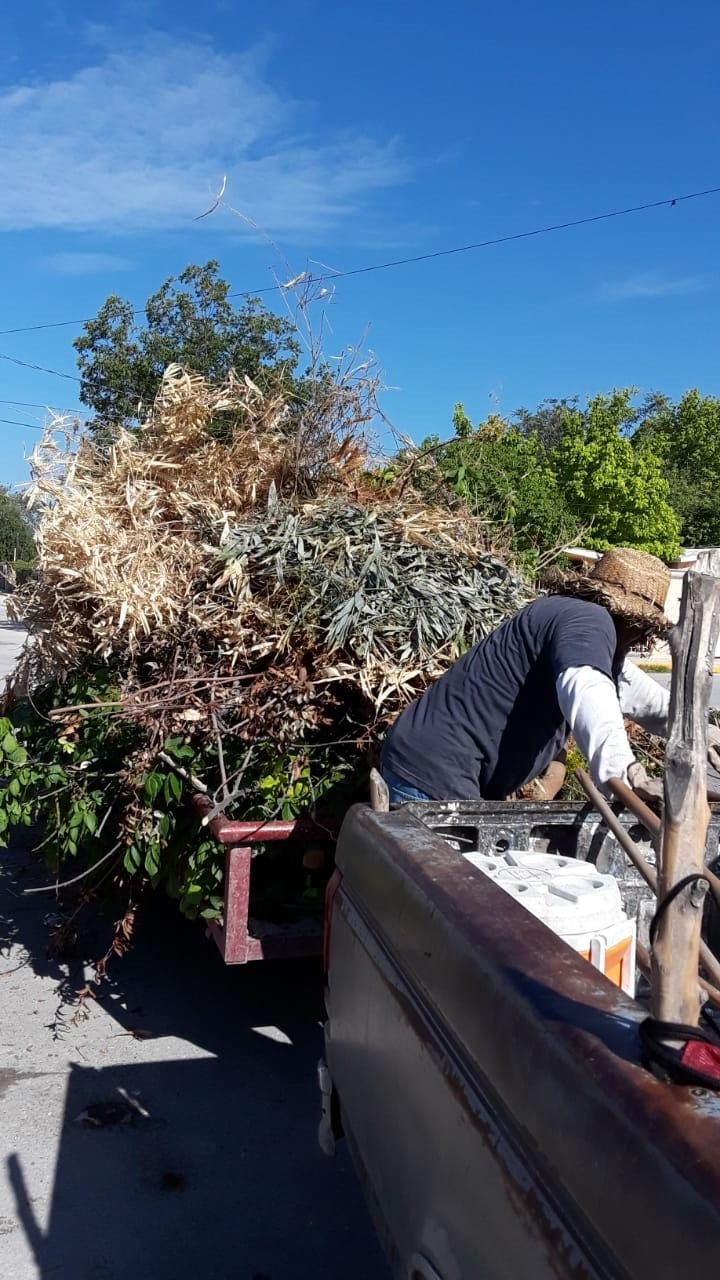 Ecología  apoya con   retiro de árbol en San Buena