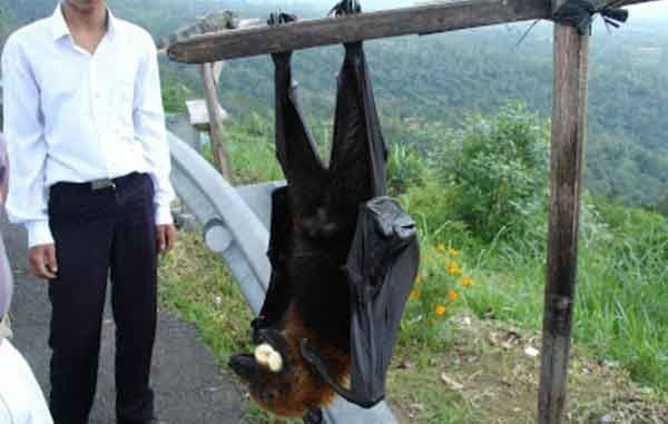 Murciélagos gigantes de Filipinas