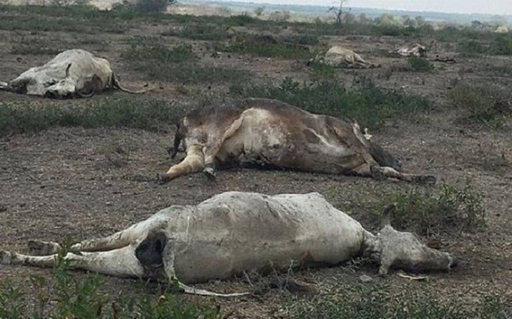 Mata sequía 40 mil  cabezas de ganado