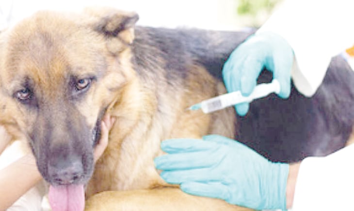 Campaña de  vacunación antirrábica  para mascotas 