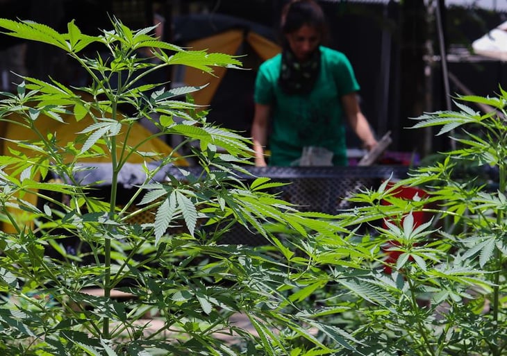 Crece plantación de marihuana en instalaciones del Senado mexicano