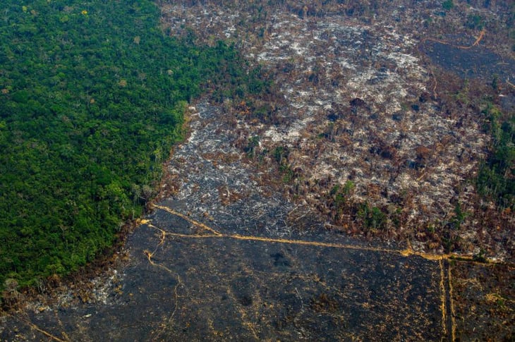 Deforestación en amazonia aumenta 24% el primer semestre