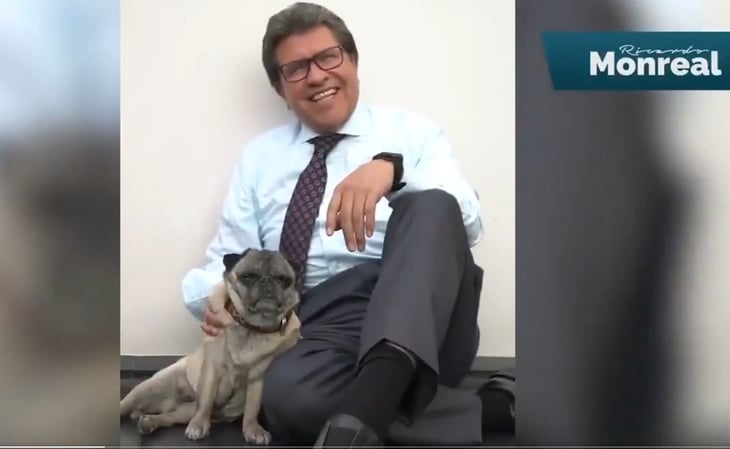 Monreal celebra el 'Día Mundial del Perro' con canes en el Senado