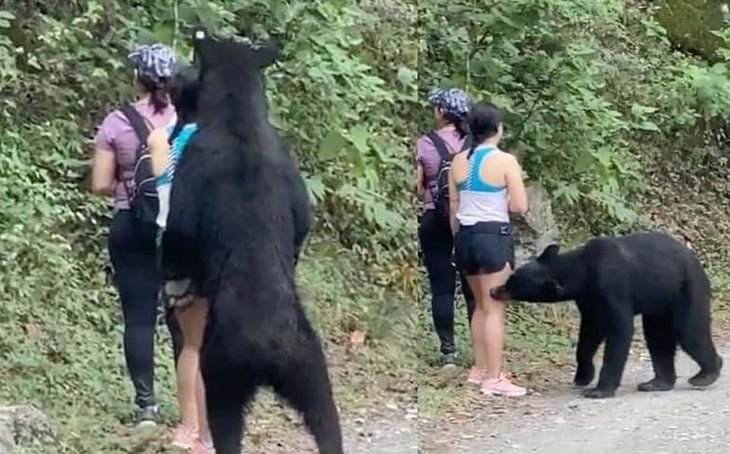 Piden en change.org, que oso de Chipinque no sea llevado a un zoológico