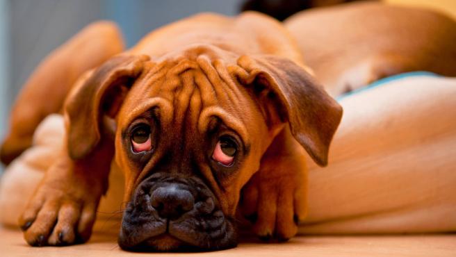 Fallece el primer perro diagnosticado con el COVID-19
