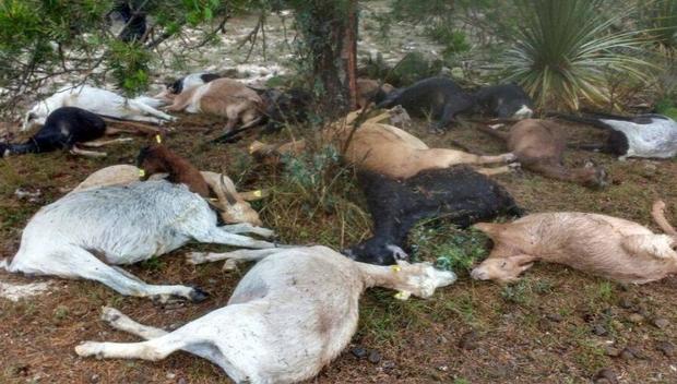 Mueren 50 cabras por falta de agua