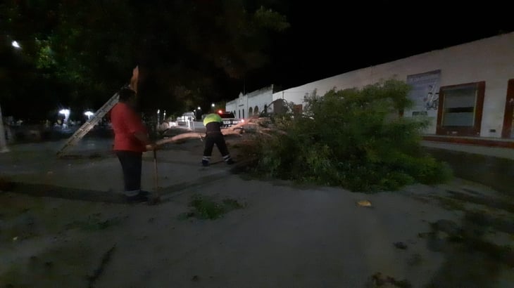 Cae árbol en  plaza principal:  no hubo daños 