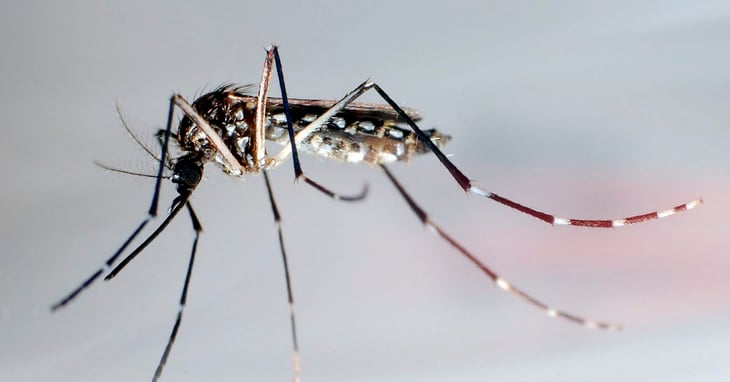 Brote de dengue en Florida llega a 26 casos