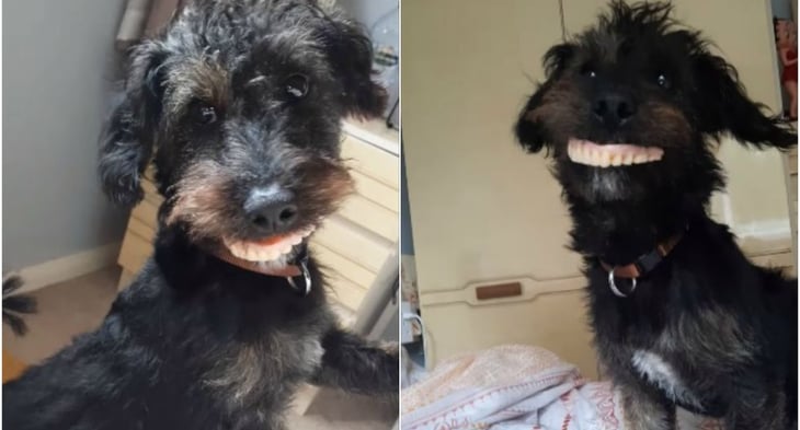 VIDEO: Perro roba la dentadura de su dueña y se vuelve viral