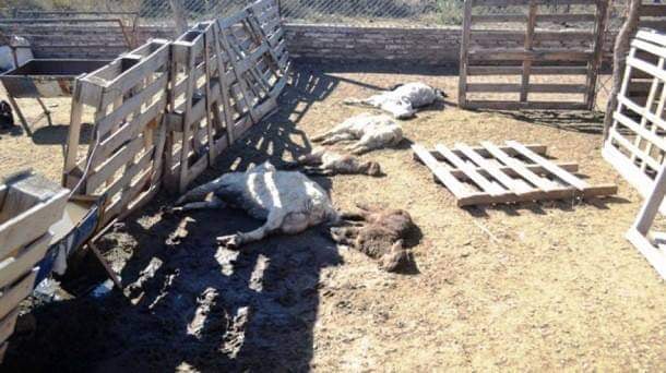 Mueren  12  mil cabras  por falta de alimento