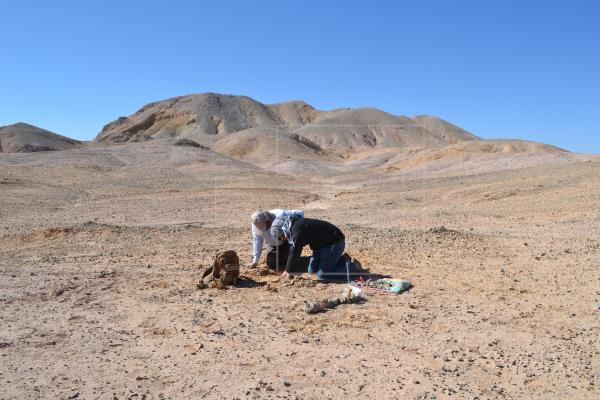 Identifican dos reptiles marinos jurásicos que habitaron el desierto de Atacama