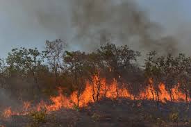 Incendios amazónicos provocan cientos de hospitalizaciones en Brasil