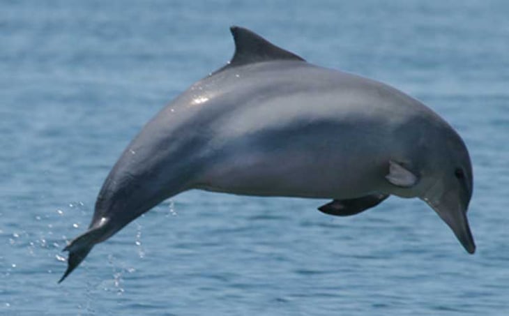 Ascieden a 25 los delfines muertos en Mauricio tras el derrame de petróleo