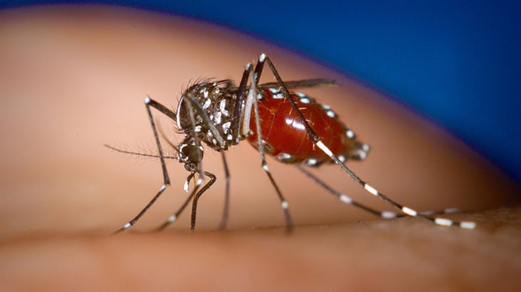 Alarma en Chad tras detectarse más de 6,000 casos de chikunguña