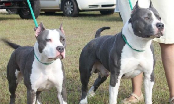 Perro pitbull mata a su dueña de 84 años en su casa en Florida