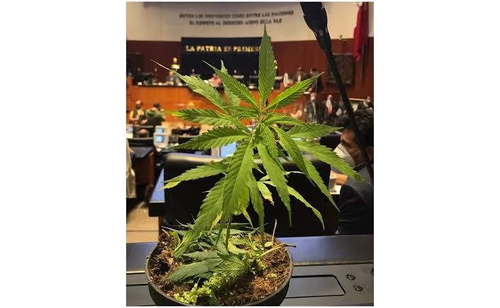 Legisladora lleva planta de marihuana a Senado; para su regulación