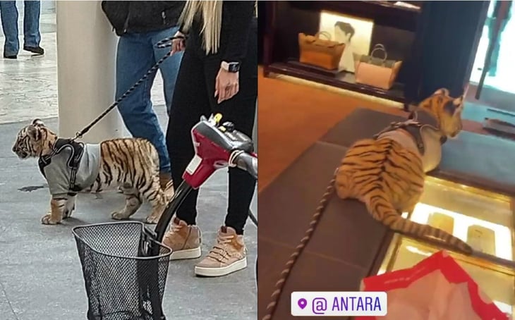 Mujer pasea con un tigre en el centro comercial Antara