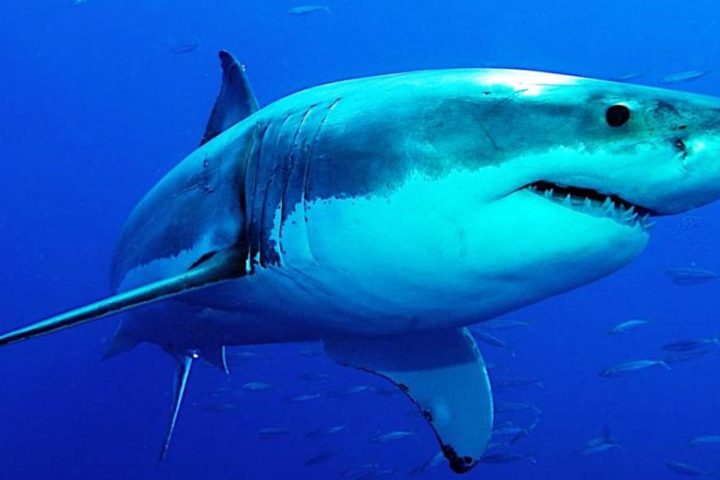 Tiburón en busca y captura tras matar a un surfista en Australia