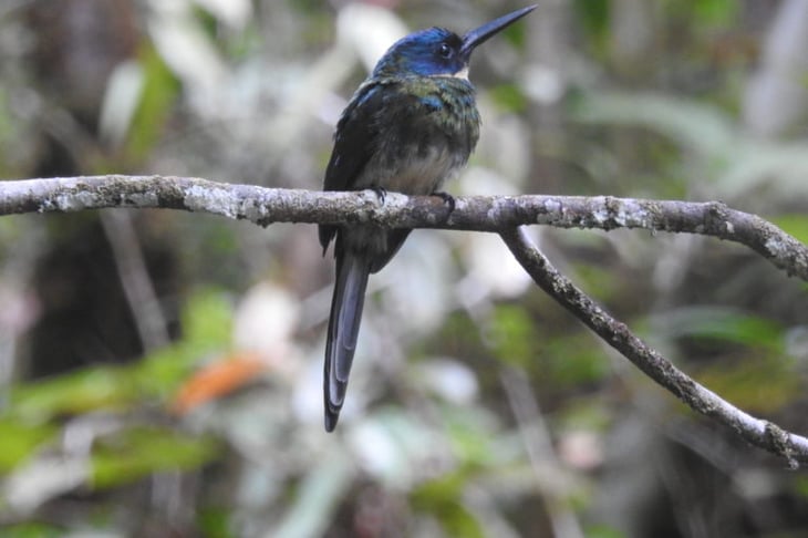 Colibríes de un parque hondureño atraen turismo afectado por la COVID-19
