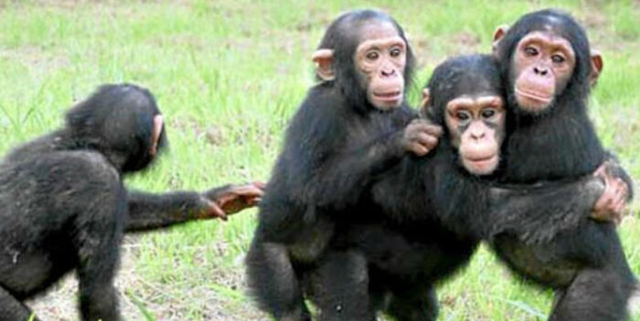 Chimpancés muestran mayor diversidad de comportamiento en entornos variables