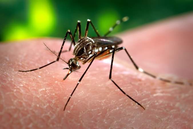 Detectan caso sospechoso de dengue en San Buenaventura 