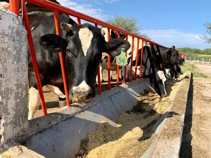 Aumenta la venta de ganado en Coahuila pese a pandemia