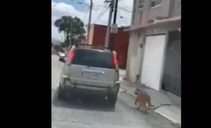 En Hidalgo pareja arrastra a un perro amarrado a su camioneta 